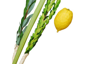 Set loulav complet souccah avec etrog, aravim et hadassim - Calabre Beth